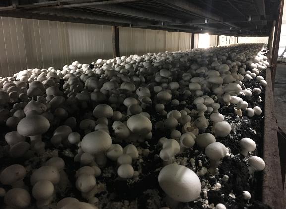 STAP 3 : PLUKKEN STAP 3 : PLUKKEN