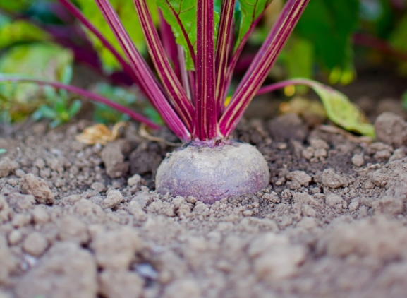 Schuimaarde I Sterckx composteringsbedrijf Schuimaarde I Sterckx composteringsbedrijf
