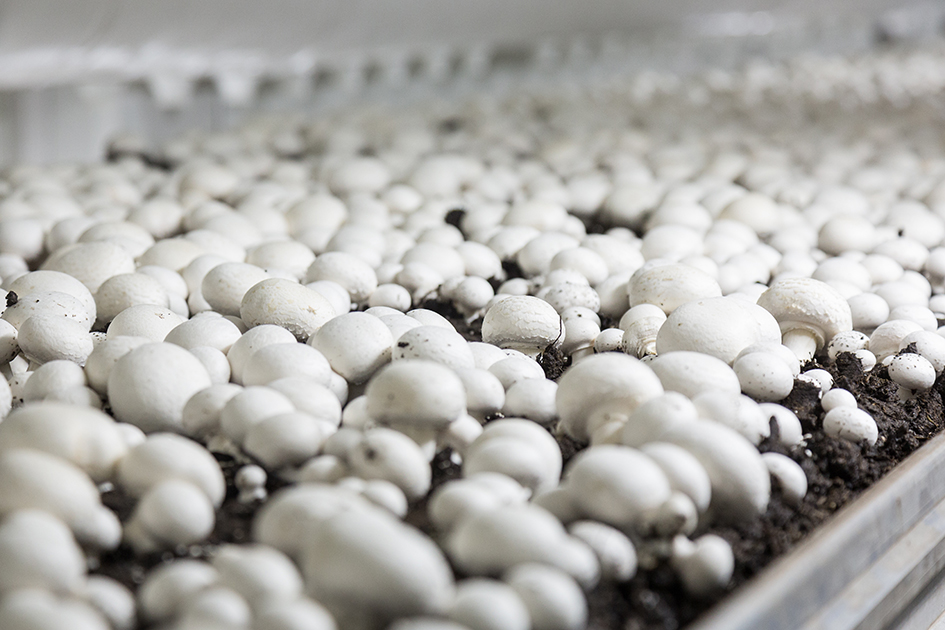 Mushrooms The New Superfood | Sterckx Mushrooms The New Superfood