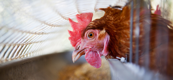 Enlèvement de fientes de poule I Sterckx